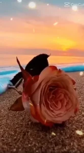 Happy Rose Day Capcut Template