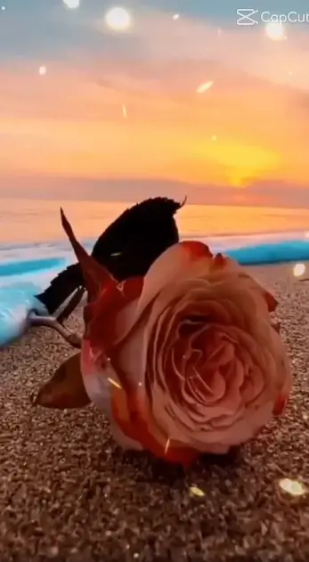 Happy Rose Day Capcut Template